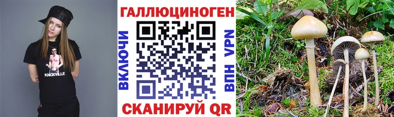 Купить где  Бокситогорск  Псилоцибиновые грибы Cubensis 